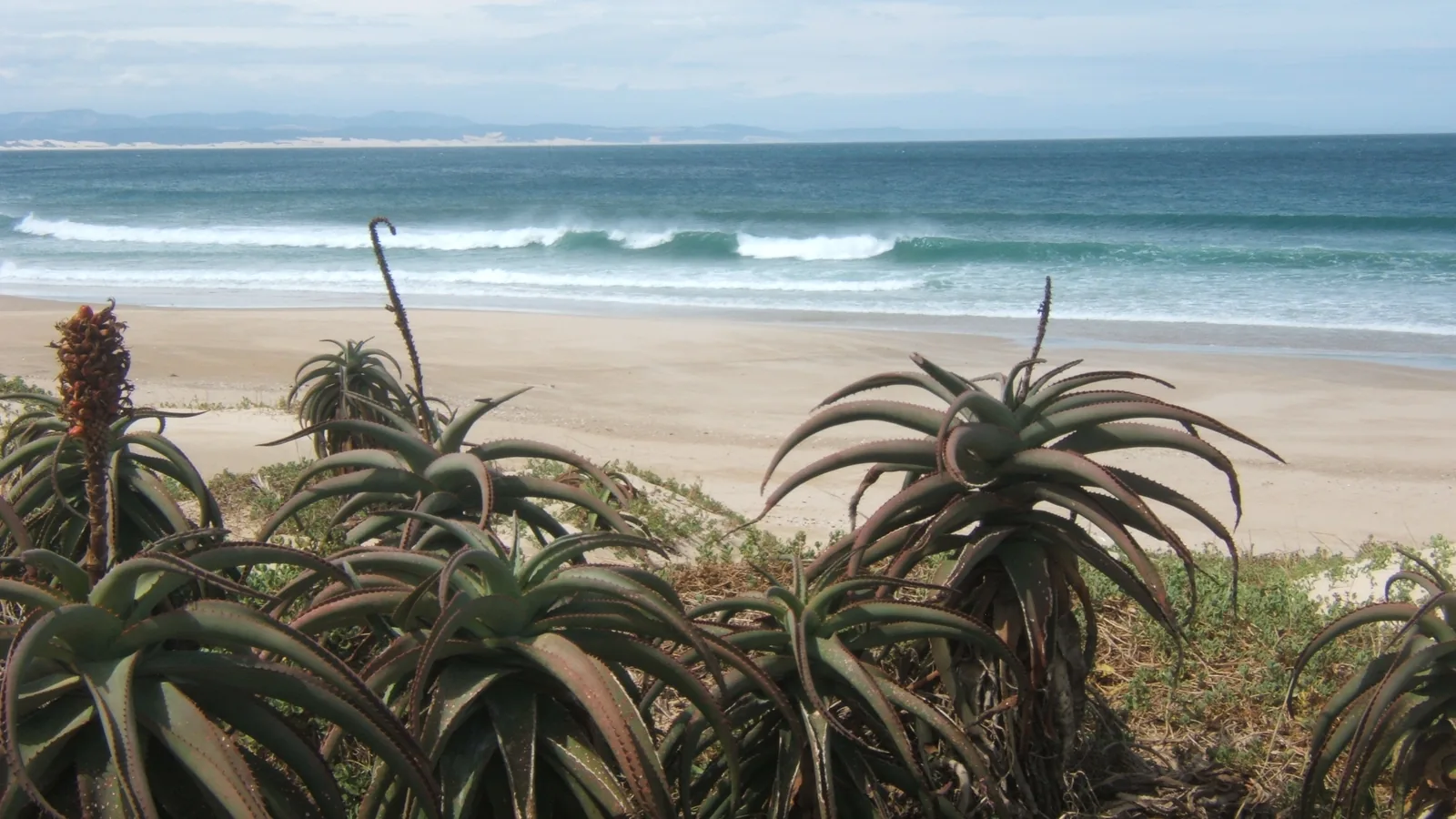 Dolphin Beach, Jeffreys Bay, South Africa - Blue Flag beach