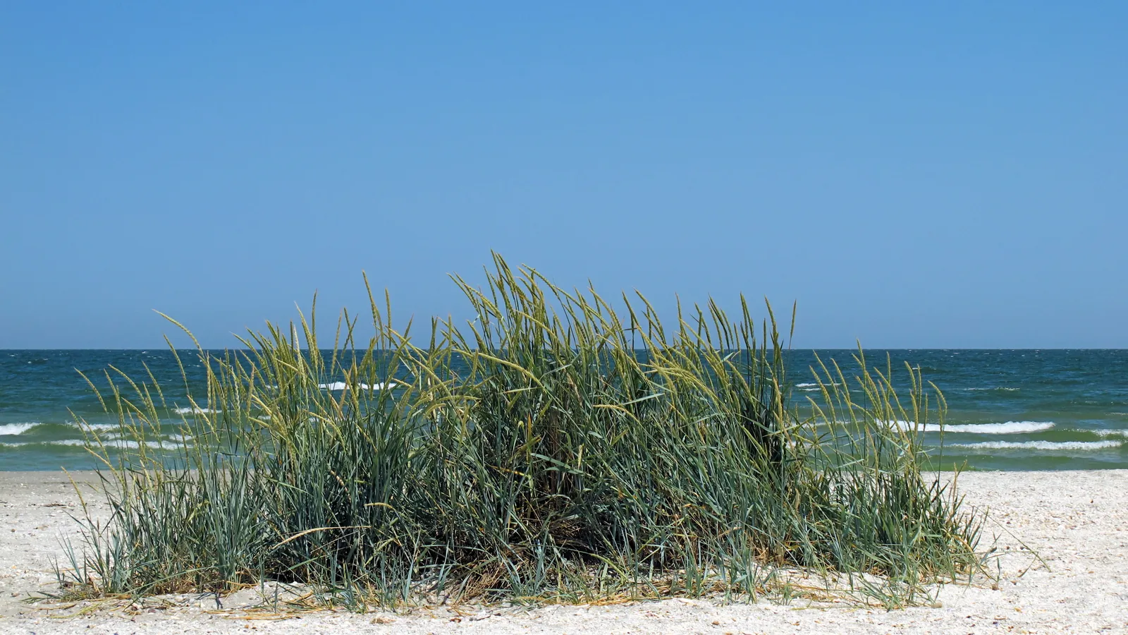 Phoenicia Beach, Năvodari, Romania - Blue Flag beach